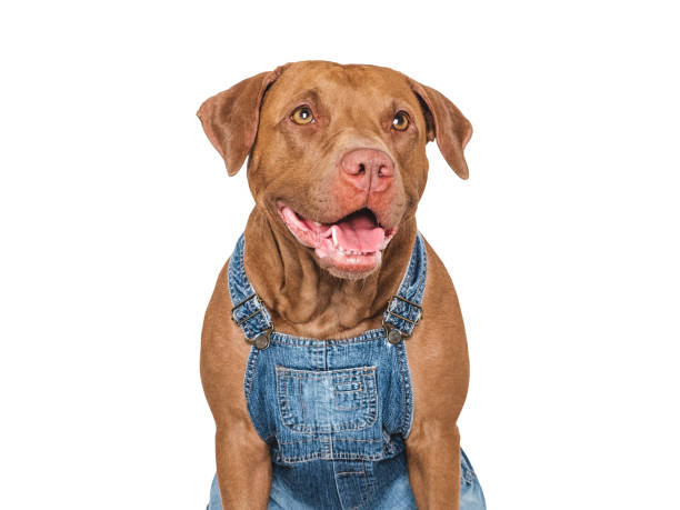 istock Charming dog and denim overalls. Studio shot 2182902860