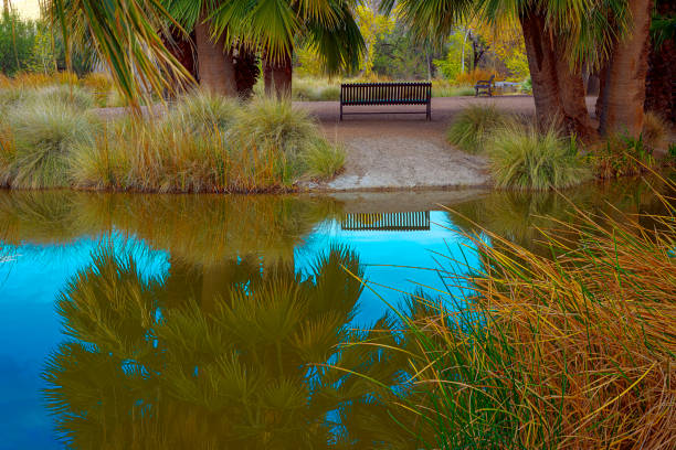 Serene park scene featuring a solitary bench near a tranquil pond, surrounded by vibrant greenery and huge date palm trees, reflecting a peaceful and calm atmosphere.