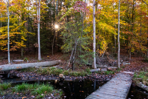 istock Autumn at Bays Mountain Park 2182905746