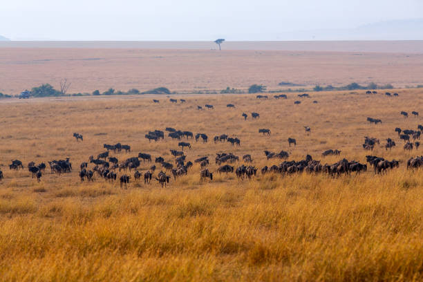 Safari Car and Wildebeest Great Migration