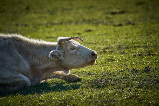 free-grazing cattle breeding in Valle di Castro, Marche in Italy in 4k quality