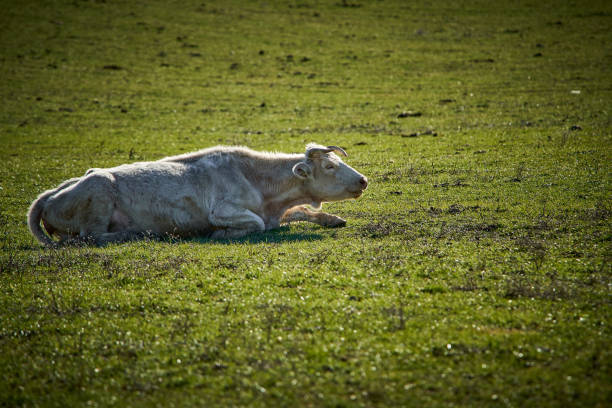 free-grazing cattle breeding in Valle di Castro, Marche in Italy in 4k quality