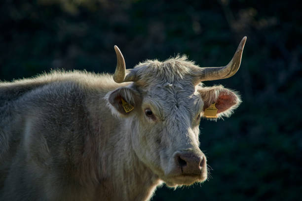 istock free-grazing cattle breeding in Valle di Castro, Marche in Italy 2182907748