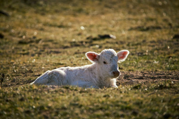 free-grazing cattle breeding in Valle di Castro, Marche in Italy in 4k quality