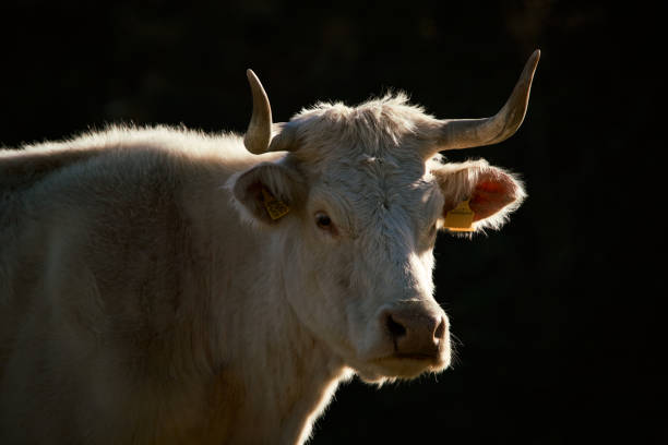 free-grazing cattle breeding in Valle di Castro, Marche in Italy in 4k quality
