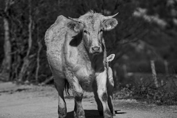 free-grazing cattle breeding in Valle di Castro, Marche in Italy in black and white