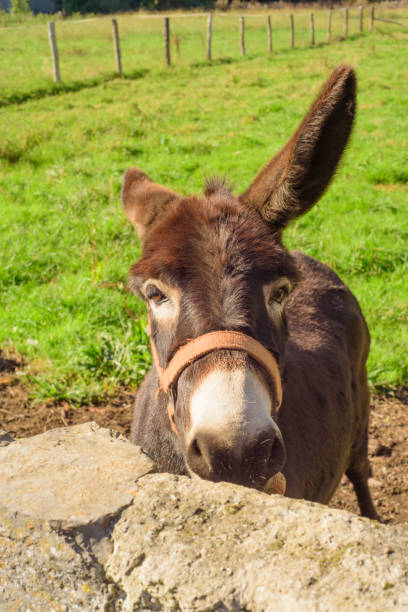 istock Brown donkey in fenced field 2182909727