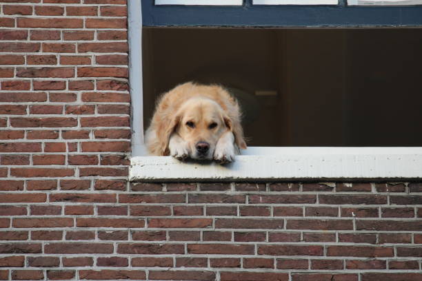 This picture was taken in Amsterdam at a canal house on a sunny Autumn day