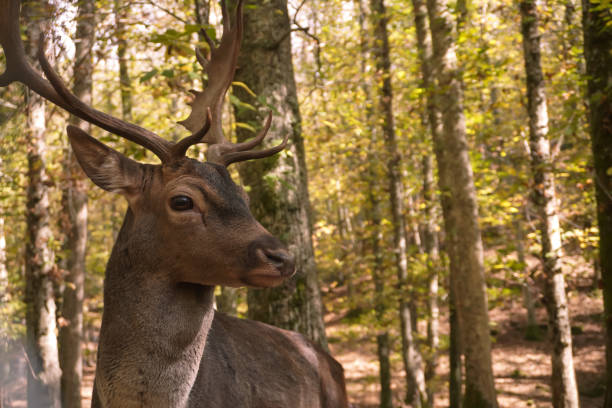 A close-up of a deer in the forest. The deer stands still. Its antlers are large and branchy.