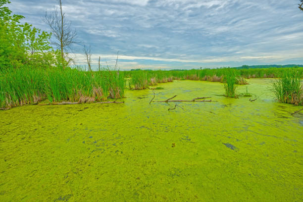 Summer Bloom of Algae in Horicon Marsh Summer Bloom of Algae in Horicon Marsh in Wisconsin algal bloom stock pictures, royalty-free photos & images