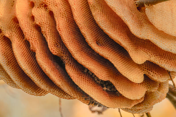 A close-up of honeycombs consisting of numerous hexagonal cells. Remnants of wax and possibly honey are visible, creating a detailed texture of a natural structure.
