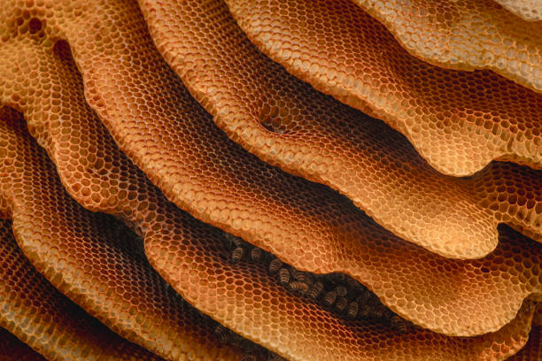honeycomb, a mass of hexagonal prismatic cells built from beeswax by honey bees in their nests to contain their brood, eggs, larvae, and pupae, and stores of honey and pollen