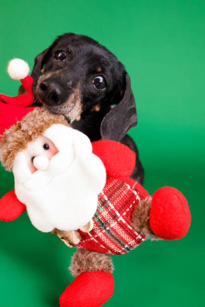 Dog christmas themed portrait.