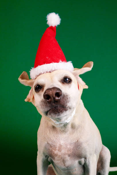 Dog christmas themed portrait.