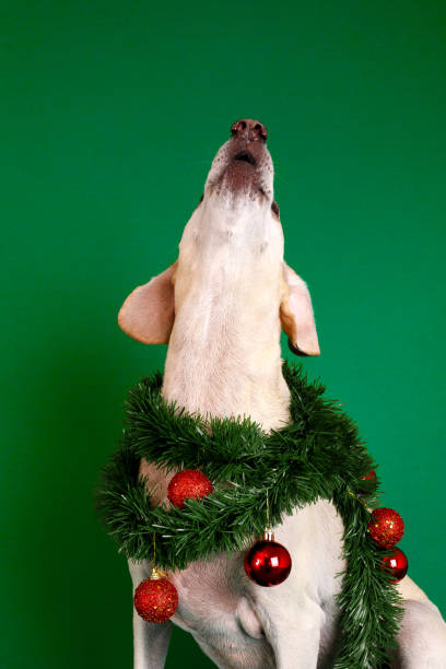 Dog christmas themed portrait.