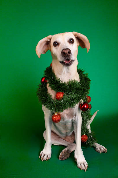 Dog christmas themed portrait.