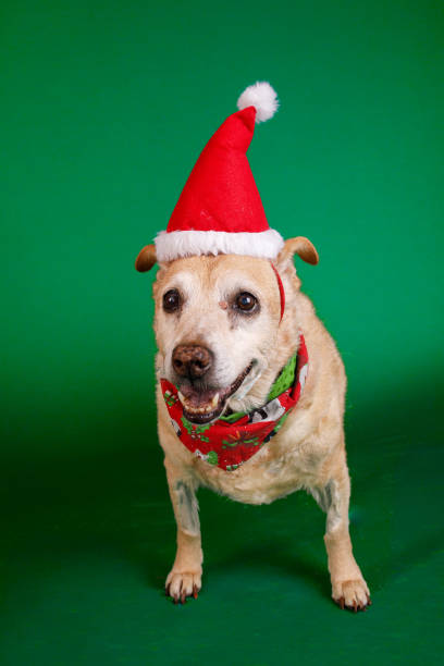istock Cute senior dog wearing santa hat 2182915215