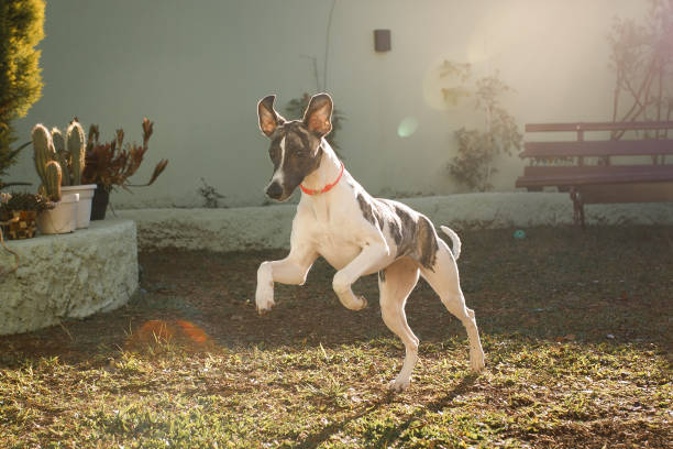 an adorable harlequin great dane puppy