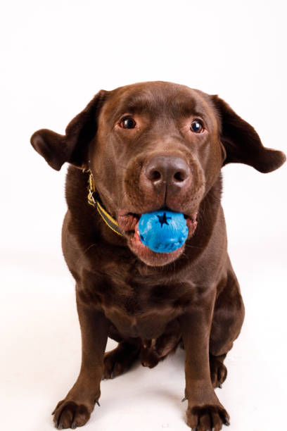 istock Labrador dog with ball in mouth 2182915805
