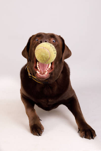 istock Dog catching ball in the air 2182915809