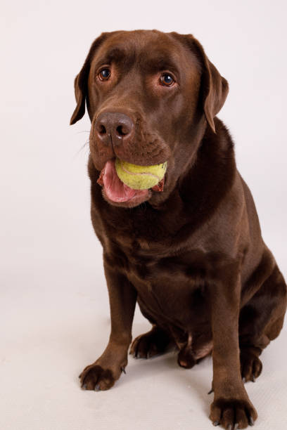 istock Labrador dog with ball in mouth 2182915811