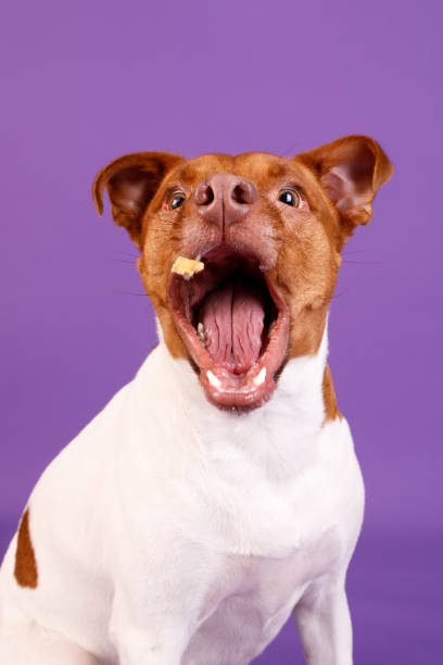 istock Dog catching a treat in the air 2182915902