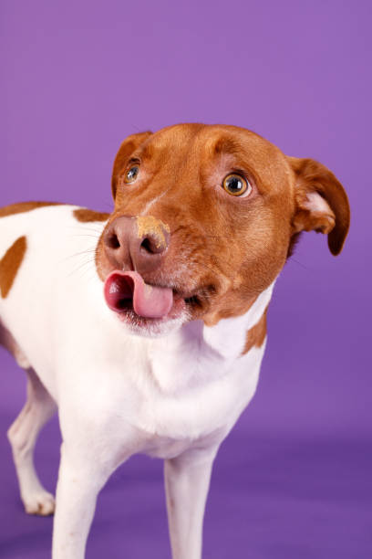 istock Dog sticking out his tongue 2182915931