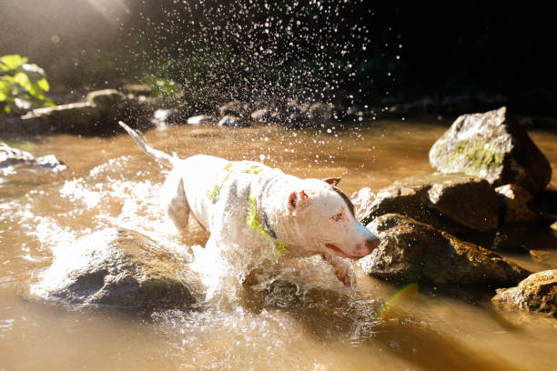 dog playing in the water.
