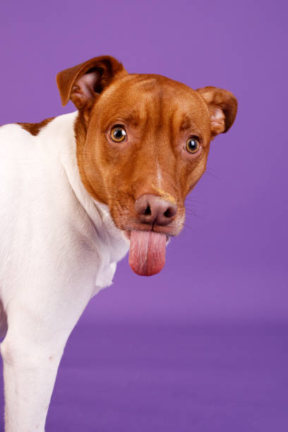 istock Dog sticking out his tongue 2182915963