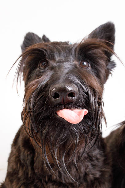 Cute dog studio shot