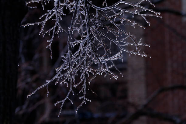 istock freezing rain evening covering ice on the trees 2182916165