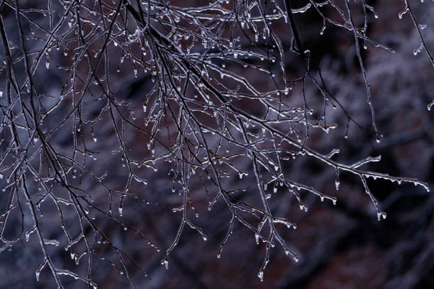 Freezing rain is a type of precipitation that falls as liquid rain but freezes upon contact with cold surfaces, forming a layer of ice. This phenomenon occurs when a warm layer of air is sandwiched between two layers of cold air in the atmosphere. As precipitation falls, it melts into rain in the warm layer, then passes through the cold layer near the ground, where it becomes supercooled—liquid but below freezing point. When this supercooled rain contacts surfaces, it instantly freezes, creating a slick and often hazardous layer of ice on roads, sidewalks, trees, and power lines.