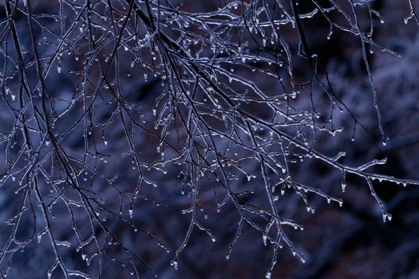 Freezing rain is a type of precipitation that falls as liquid rain but freezes upon contact with cold surfaces, forming a layer of ice. This phenomenon occurs when a warm layer of air is sandwiched between two layers of cold air in the atmosphere. As precipitation falls, it melts into rain in the warm layer, then passes through the cold layer near the ground, where it becomes supercooled—liquid but below freezing point. When this supercooled rain contacts surfaces, it instantly freezes, creating a slick and often hazardous layer of ice on roads, sidewalks, trees, and power lines.
