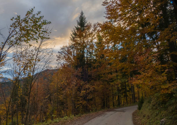 Forest Landscapes in evening