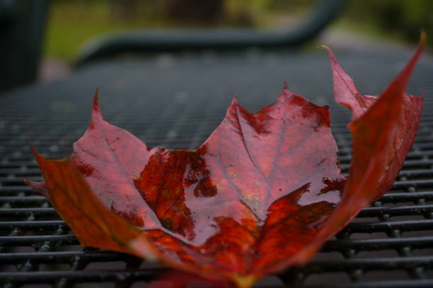 Close up of a wilted leaf