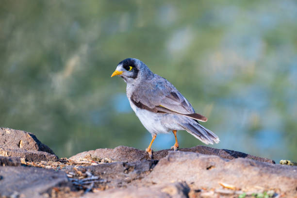 istock Cute Noisy Miner Bird Close Up on Rocks 2182918958