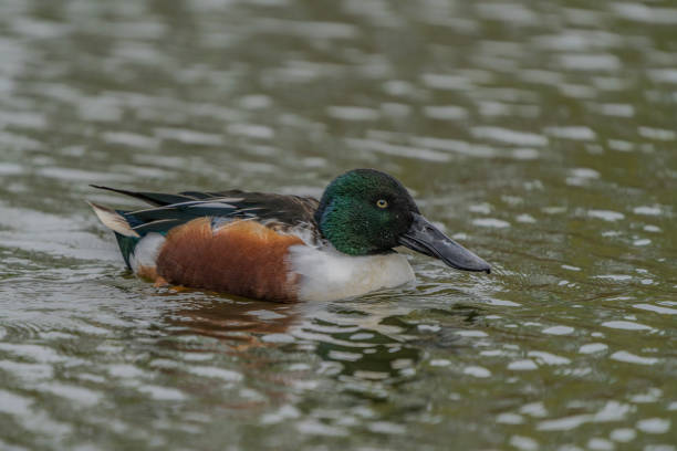 Northern shoveler (Spatula clypeata) swimming on lake surface in the Netherlands.