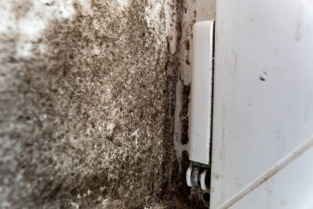 istock A patch of mold spreads across the wall, highlighting a persistent moisture issue. This darkened corner reveals the effects of inadequate ventilation and maintenance 2182920130