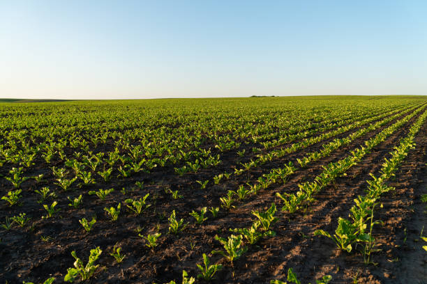 istock Rows of lush green sugar beets thrive under the expansive blue sky, reflecting the hard work of farmers dedicated to sustainable agriculture during the golden hour 2182920203