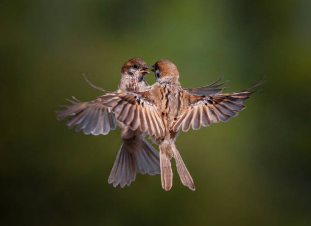 istock two birds sparrows fighting spreading their wings and feathers and taking off against the background of a green summer garden 2182921378