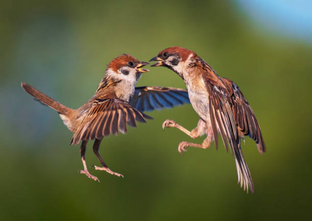 istock two birds sparrows fighting spreading their wings and feathers and taking off against the background of a summer garden 2182921471