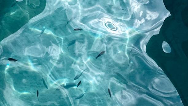 istock Clear sea water with refracting shadows. Fish in the water. 2182924538