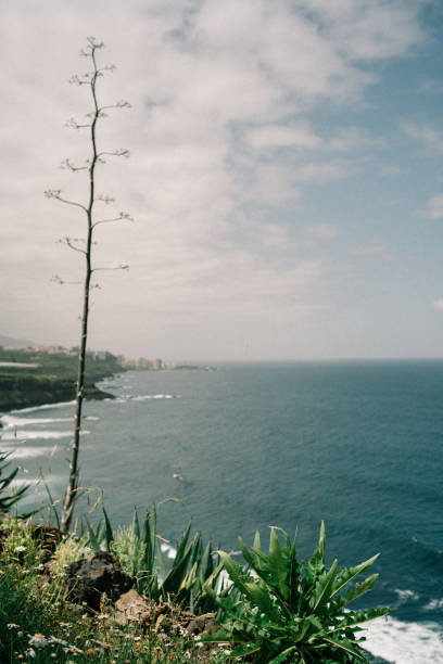 Canarian trees on a cliff above the sea, Tenerife
