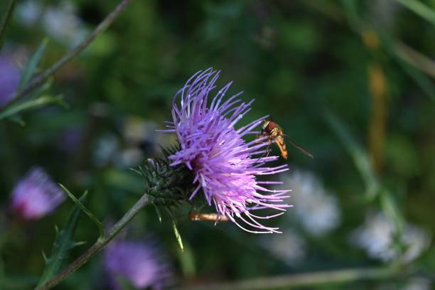 istock Thistle flowers and Episyrphus balteatus. 2182929447