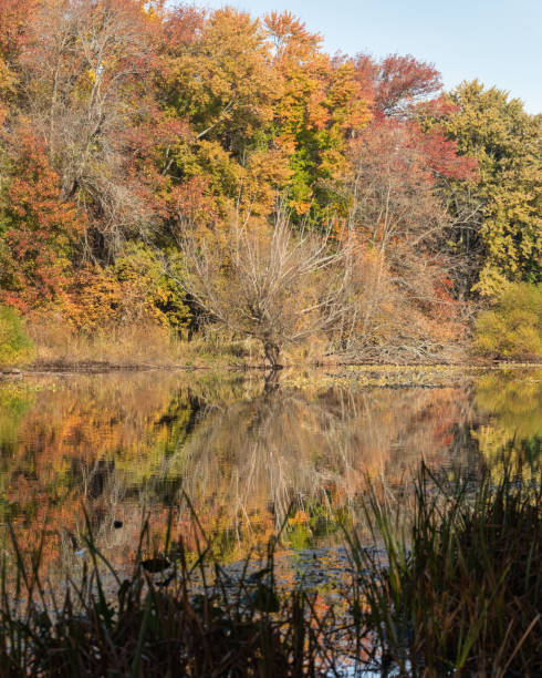 istock Jacksons Pond in Clark New Jersey during Autumn 2182929696