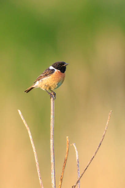 istock Male Stonechat, Saxicola rubicola, bird singing 2182930170