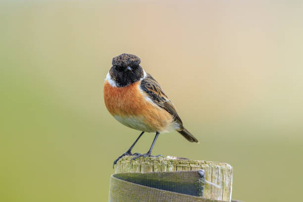 istock Male Stonechat, Saxicola rubicola, bird singing 2182930215