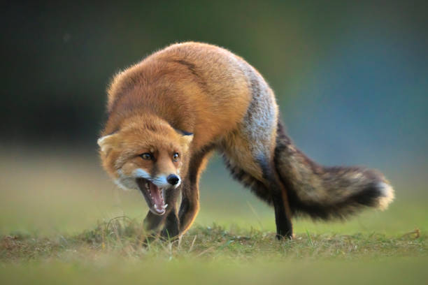 istock Wild red fox, vulpes vulpes, foraging in a meadow 2182930235