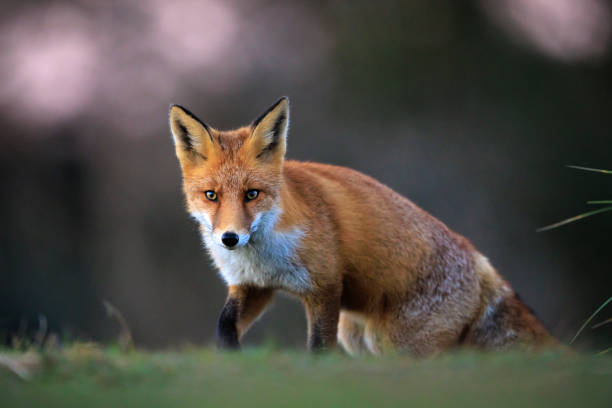 istock Wild red fox, vulpes vulpes, foraging in a meadow 2182930247