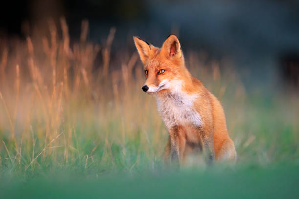 istock Wild red fox, vulpes vulpes, foraging in a meadow 2182930255